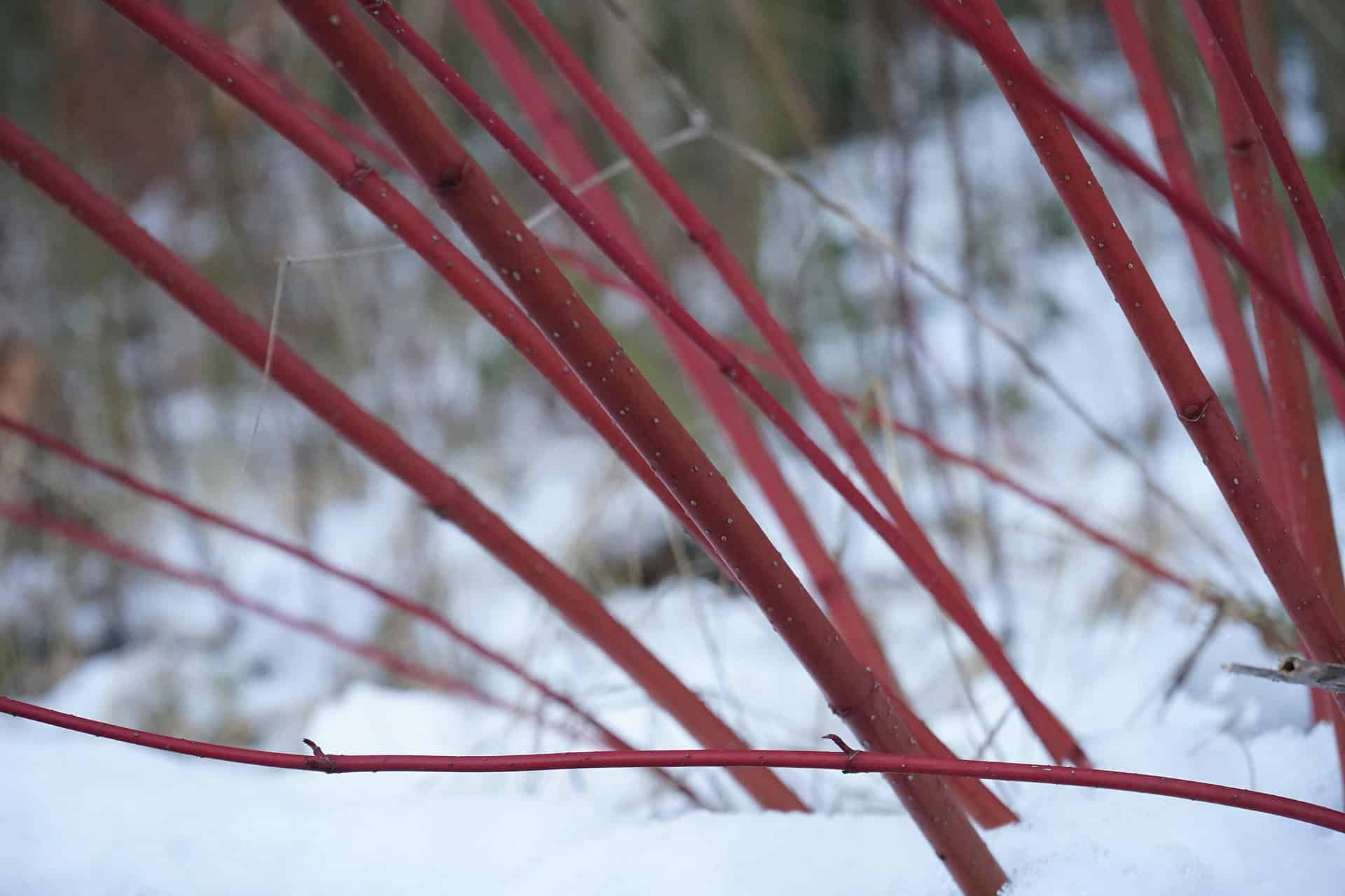 Several red branches extend upward from the snow, with a blurred background of greenery and more snow.