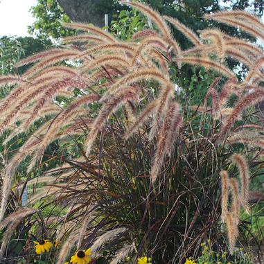 Tall ornamental grass with feathery, pinkish-tan plumes sways in a garden, surrounded by greenery and a few yellow flowers at the base. Trees and a blurred background are visible behind the grass.