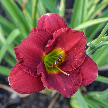 A close-up of a deep red daylily flower with a yellow-green center and purple stamens, surrounded by green leaves in the background.