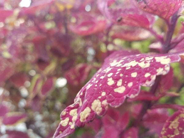 Close-up of a vibrant magenta leaf with cream-colored spots, set against a blurred background of similar leaves. The focus highlights the texture and pattern on the frontmost leaf.