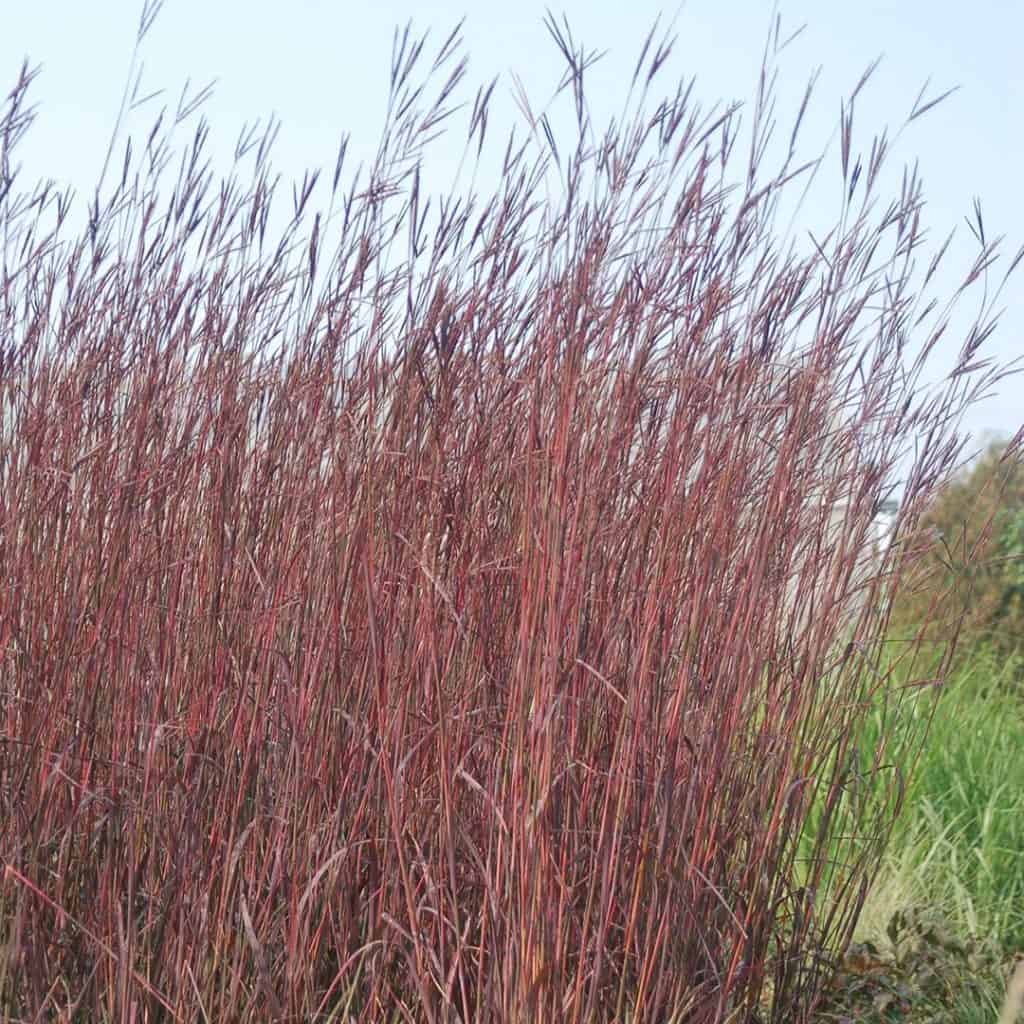 Tall, reddish-purple grass blades growing densely with a pale sky in the background and green grass off to the right side.