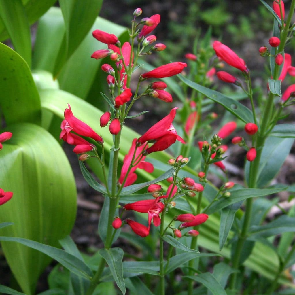 Tall green stems with clusters of tubular red flowers and narrow leaves grow among broad, light green foliage in a garden setting.