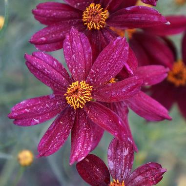 Close-up of vibrant purple flowers with yellow centers, featuring narrow petals and a slightly textured appearance, set against a blurred green background.