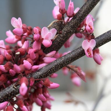 Close-up of branches with clusters of small, pink and magenta flowers in bloom. The background is softly blurred, highlighting the delicate petals and textured dark brown branches.