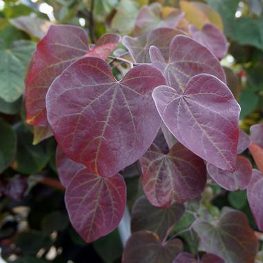 Close-up of several heart-shaped red-purple leaves on a tree, with green foliage blurred in the background.