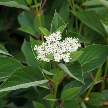 A cluster of small white flowers blooms among green leaves on a shrub, with red stems visible in the background.