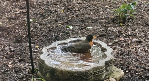 An American robin with an orange belly stands in the water of a round stone birdbath, surrounded by mulch and a few scattered plants.