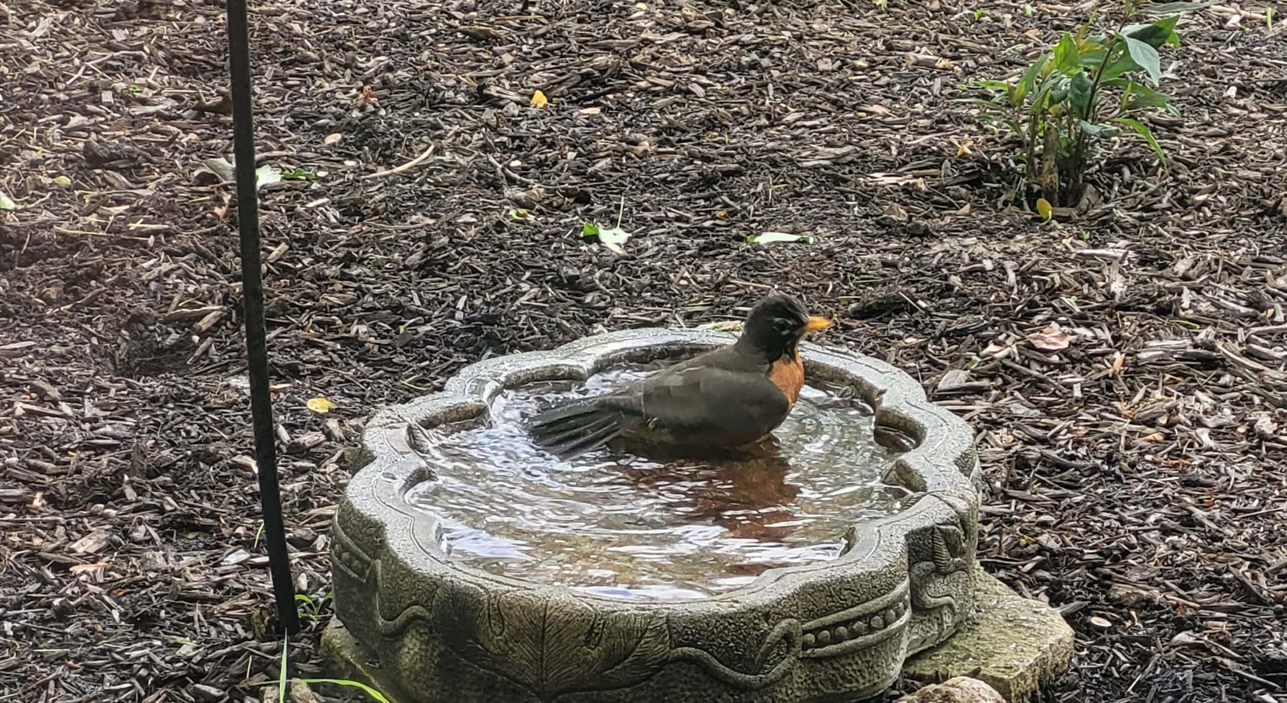 An American robin with an orange belly stands in the water of a round stone birdbath, surrounded by mulch and a few scattered plants.