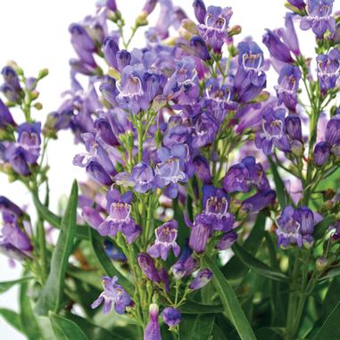 A cluster of tall, purple-blue flowers with green leaves, blooming against a white background.
