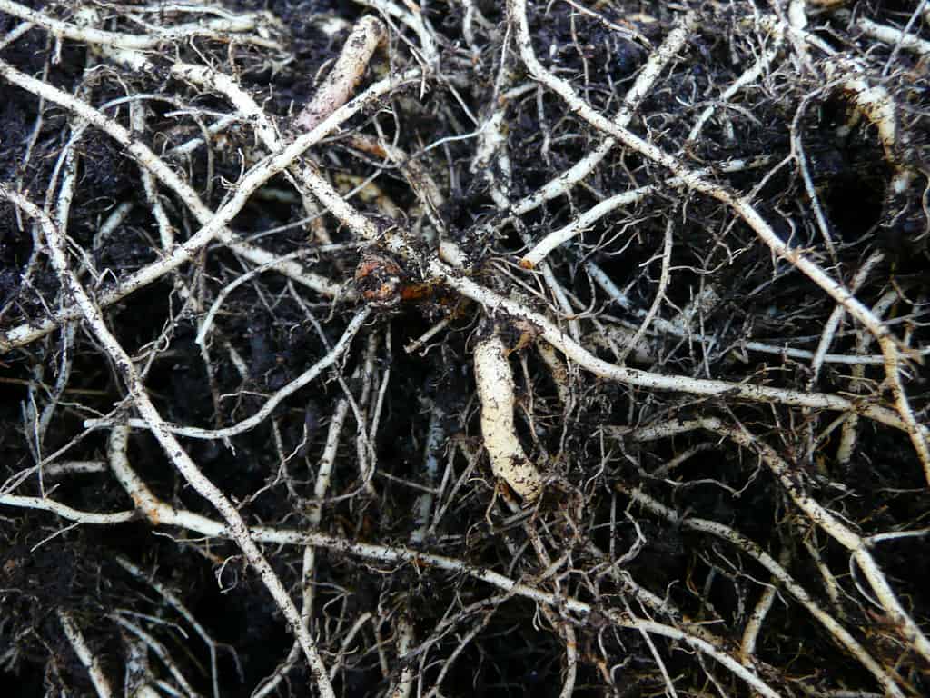 A close-up view of tangled, white plant roots intertwined with dark soil.