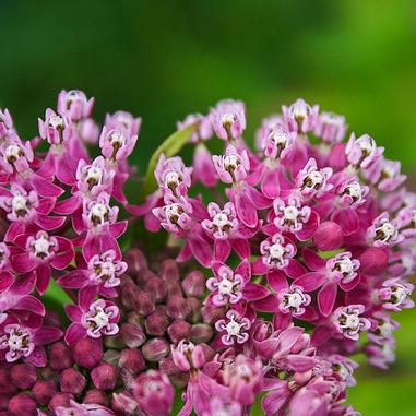Cluster of small, vibrant pink milkweed flowers in bloom, with green blurred background. The flowers have star-shaped petals and are closely packed together.