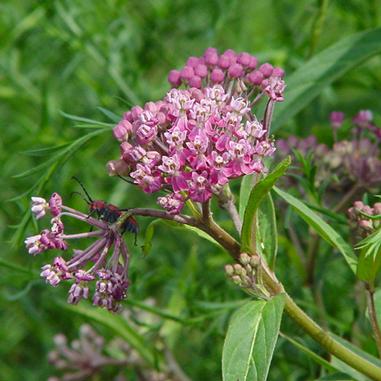 Cluster of small, pink flowers with green leaves and a red and black insect on one of the flower stems, set against a blurred green background.
