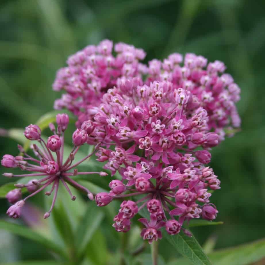 Close-up of bright pink milkweed flowers in bloom, with clusters of small, star-shaped blossoms and green leaves, set against a blurred green background.