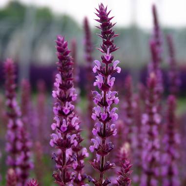 Tall spikes of purple and violet flowers bloom in a field, with the focused central flower surrounded by blurred, similar blooms in the background.