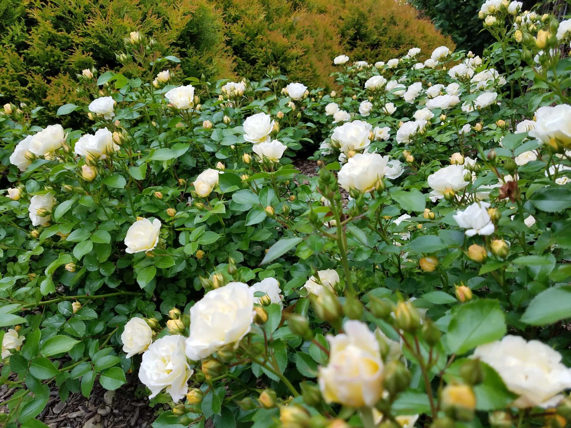 A garden filled with blooming white roses surrounded by green leaves, with shrubs in the background.