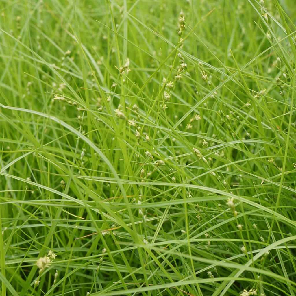 Close-up of dense green grass blades with small, delicate seed heads. The grass appears healthy and vibrant, filling the entire frame with various shades of green.