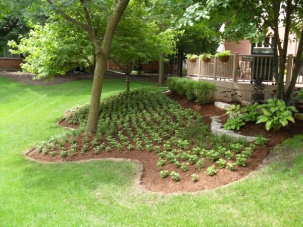 A landscaped garden bed with young plants and mulch sits under trees beside a house with a deck, surrounded by green grass and shaded by foliage.