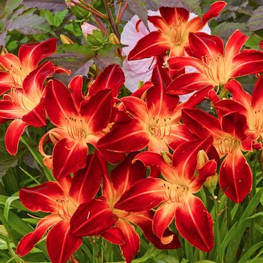 A cluster of vibrant red and yellow daylilies bloom among green leaves and foliage.