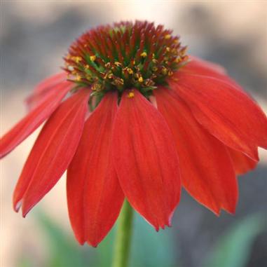 A close-up of a red coneflower with drooping petals and a spiky, green and orange central cone, set against a blurred background.