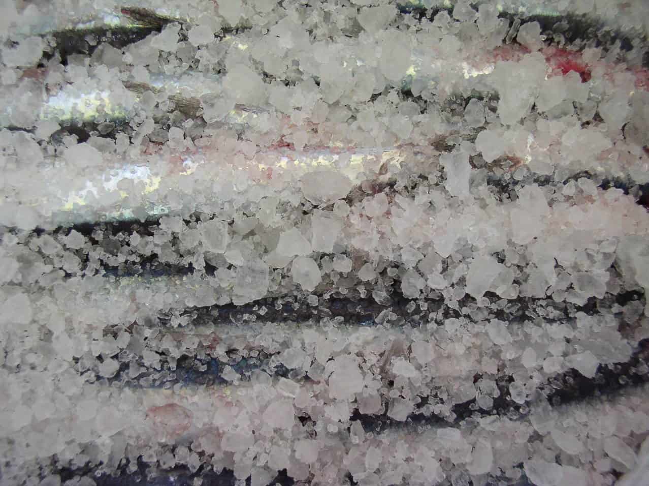 Several fish are stacked closely together and covered with a thick layer of crushed ice.