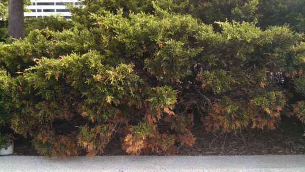 Green shrubs with patches of brown, dried foliage, are growing beside a concrete curb. The background includes more greenery and part of a building partially visible at the top left.