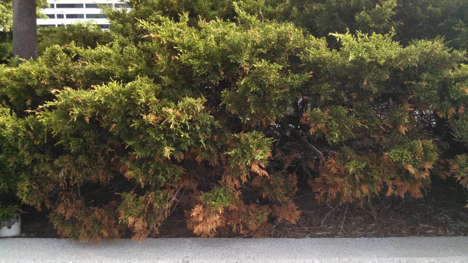 Green bushes with dry, brown patches at the bottom, growing next to a concrete curb. The ground beneath the bushes is covered with dry leaves and twigs. A building is partially visible in the background.