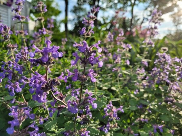 Purple flowers blooming in a sunlit garden, with green leaves and blurred trees in the background. Sunlight creates a warm and vibrant atmosphere.