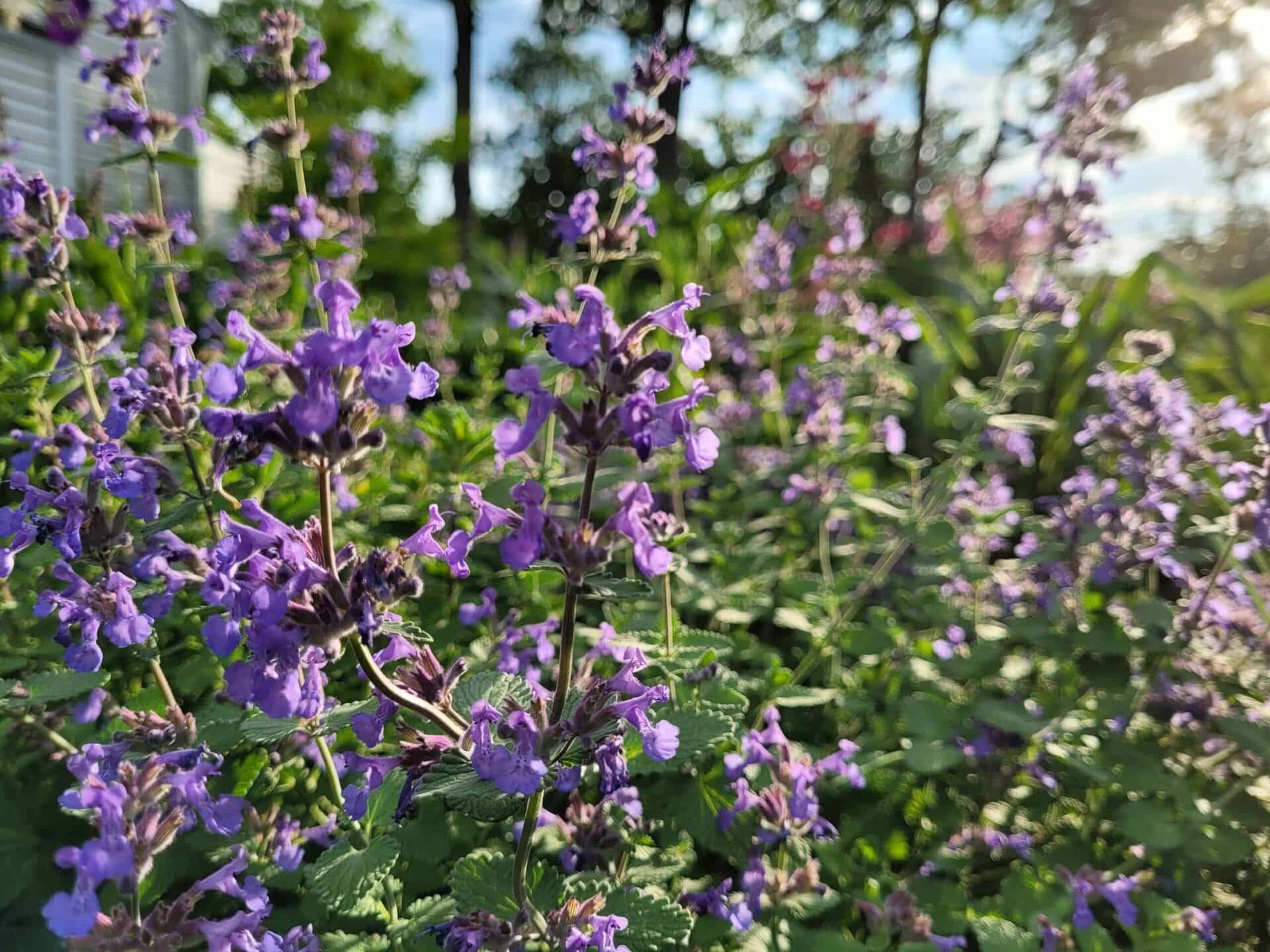 Close-up of vibrant purple flowers in a lush green garden, basking in warm sunlight. The background is softly blurred, highlighting the detailed flowers in the foreground.