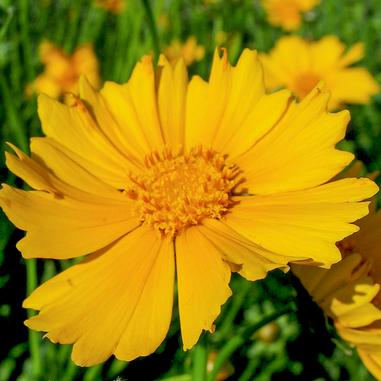 A close-up of a bright yellow flower with fringed petals, blooming outdoors with green foliage and more yellow flowers blurred in the background.