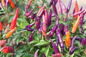 Colorful chili peppers in shades of purple, red, and orange grow among green leaves in a garden.