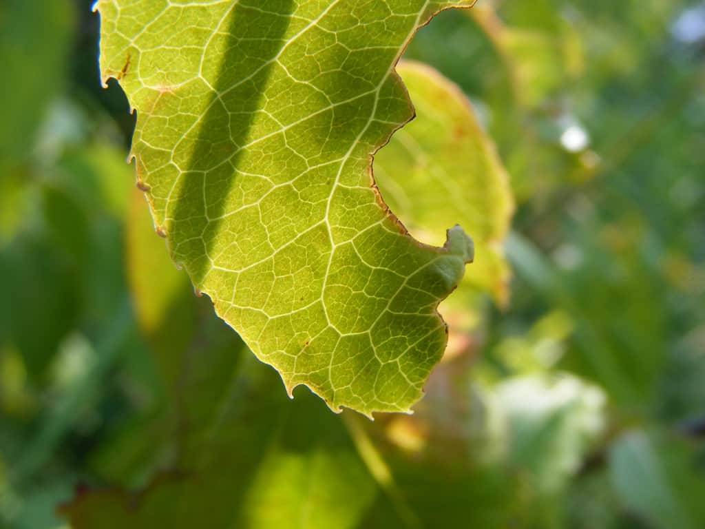A close-up of a green leaf with visible veins and a jagged edge, backlit by sunlight, with a blurred green background.