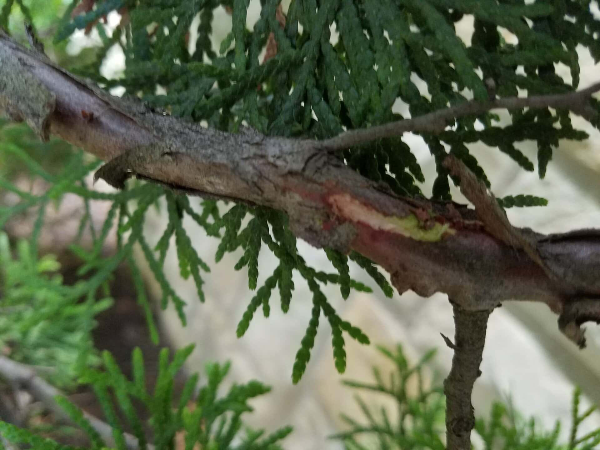 A close-up of a tree branch with rough bark, a small wound exposing the inner wood, and green leaves in the background.