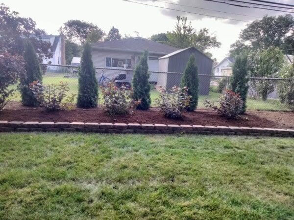 A neatly landscaped garden bed with five evergreen trees and shrubs, bordered by bricks, sits in front of a chain-link fence in a grassy backyard with houses in the background.