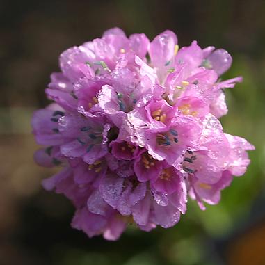 Close-up of a pinkish-purple flower with dew drops on its petals, set against a blurred green and brown background.