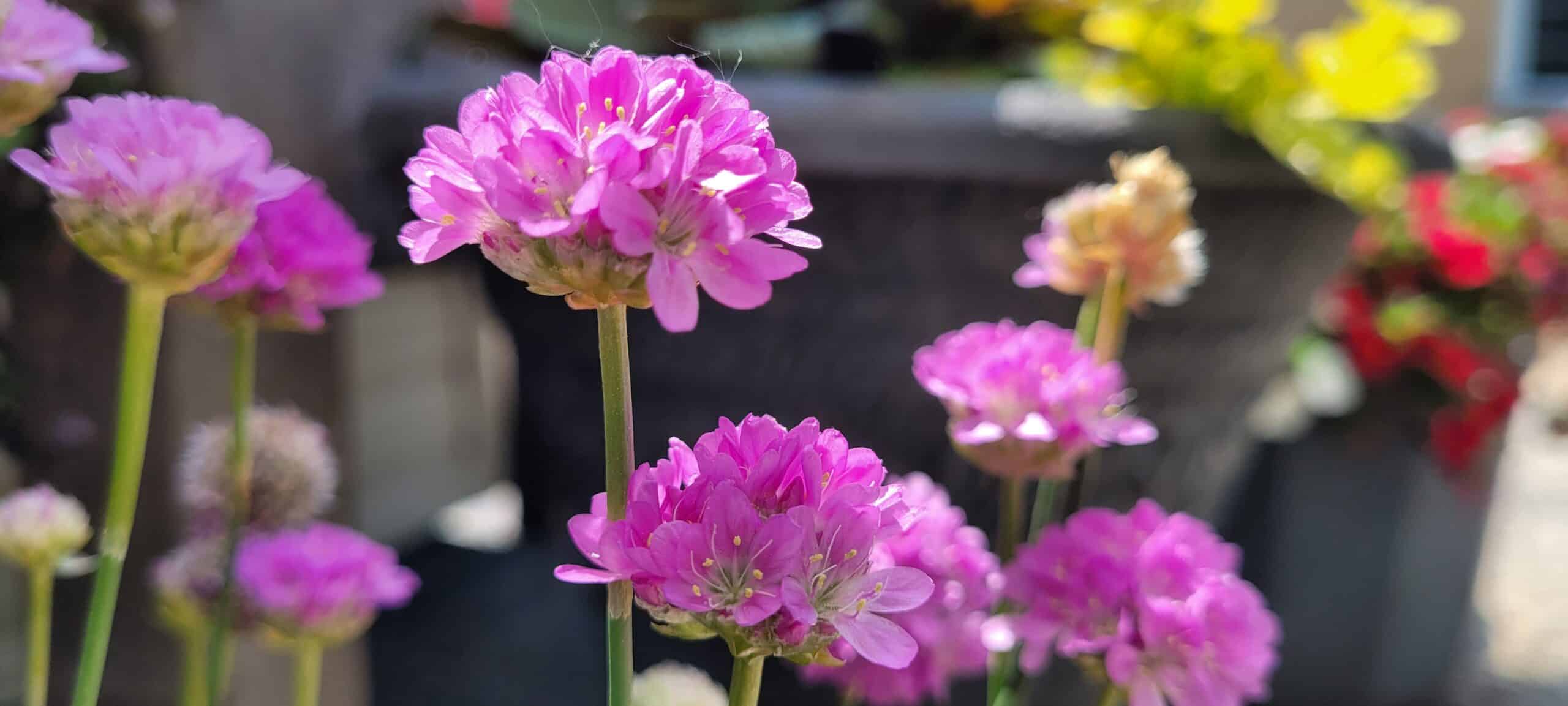 Close-up of several vibrant pink flowers in bloom, with a blurred background of greenery and a dark planter. Sunlight highlights the delicate petals and details of the flowers in the foreground.