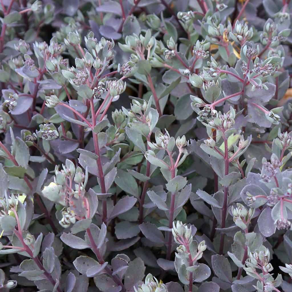 A cluster of succulent plants with purple stems and greenish-purple leaves, featuring small, tightly grouped flower buds at the tips.