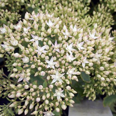 Cluster of small, star-shaped white flowers with many unopened buds, surrounded by green foliage.