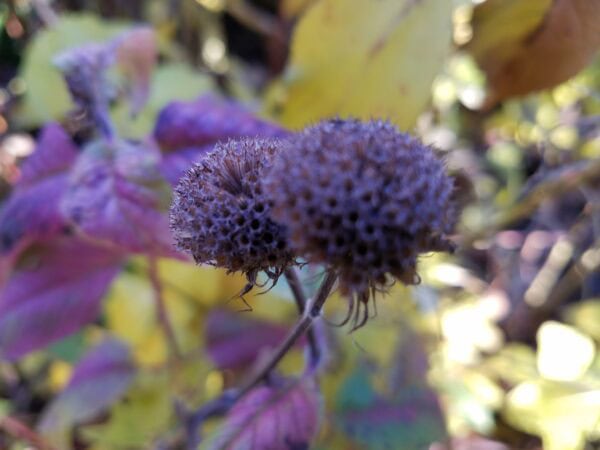 Two dried, brown flower heads in sharp focus are centered, with a blurred background of purple and yellow leaves. The lighting is natural, highlighting the textures and colors.