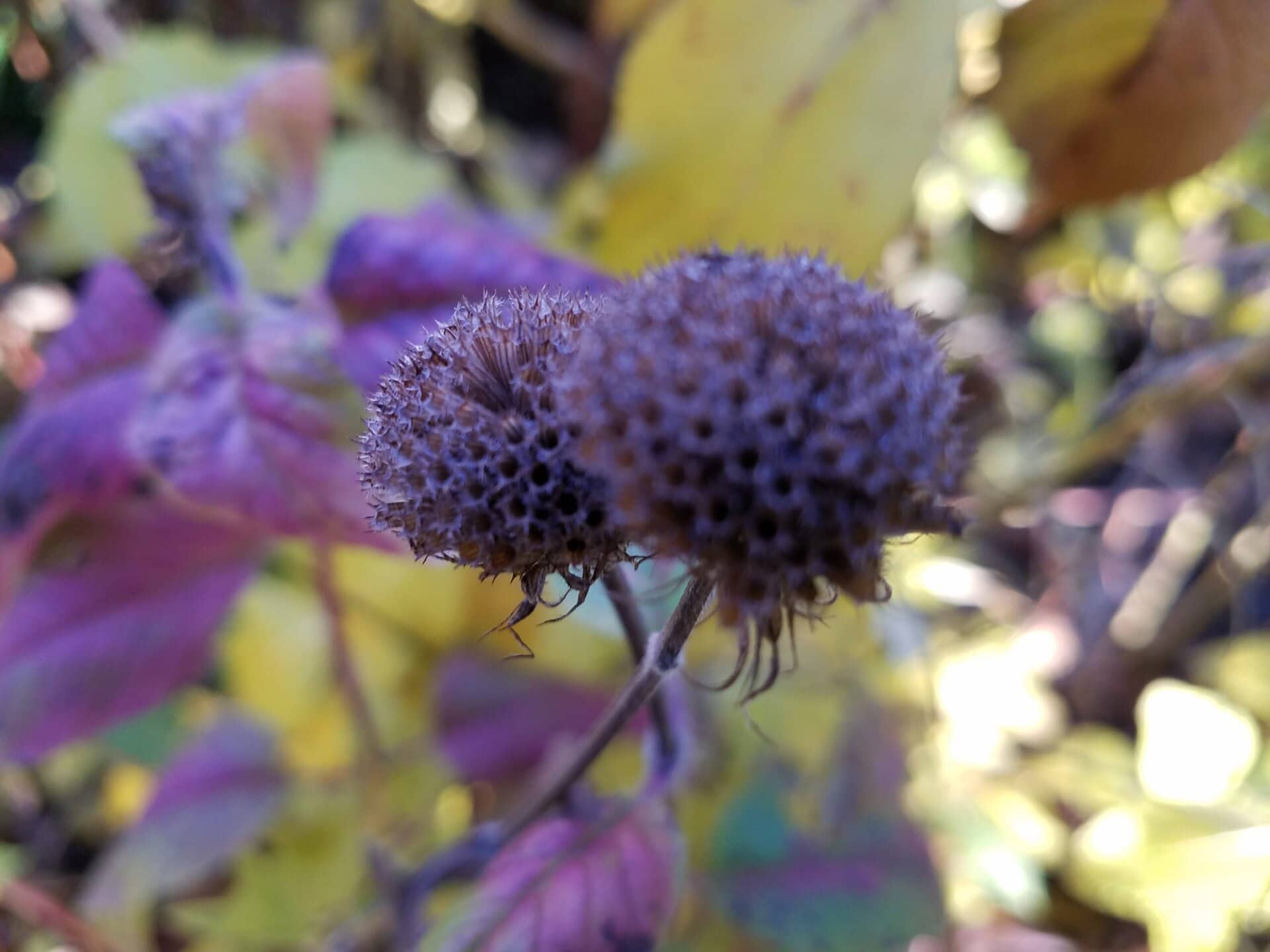 Two dried, brown flower heads in sharp focus are centered, with a blurred background of purple and yellow leaves. The lighting is natural, highlighting the textures and colors.
