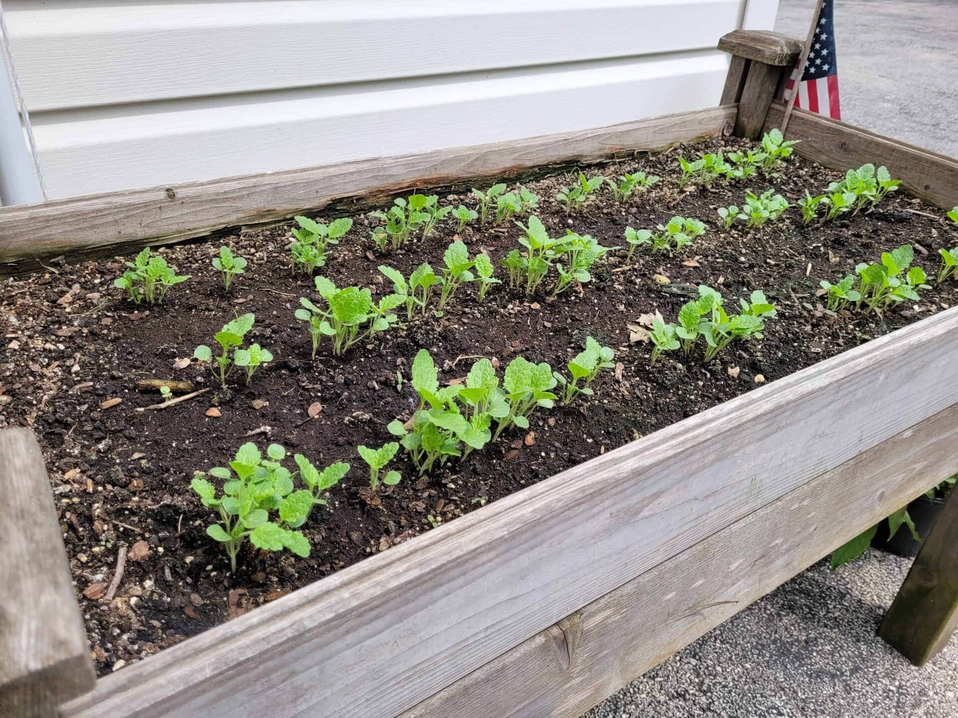 A wooden raised garden bed with several rows of small green seedlings sprouting from soil, placed next to a light-colored building and a small American flag.