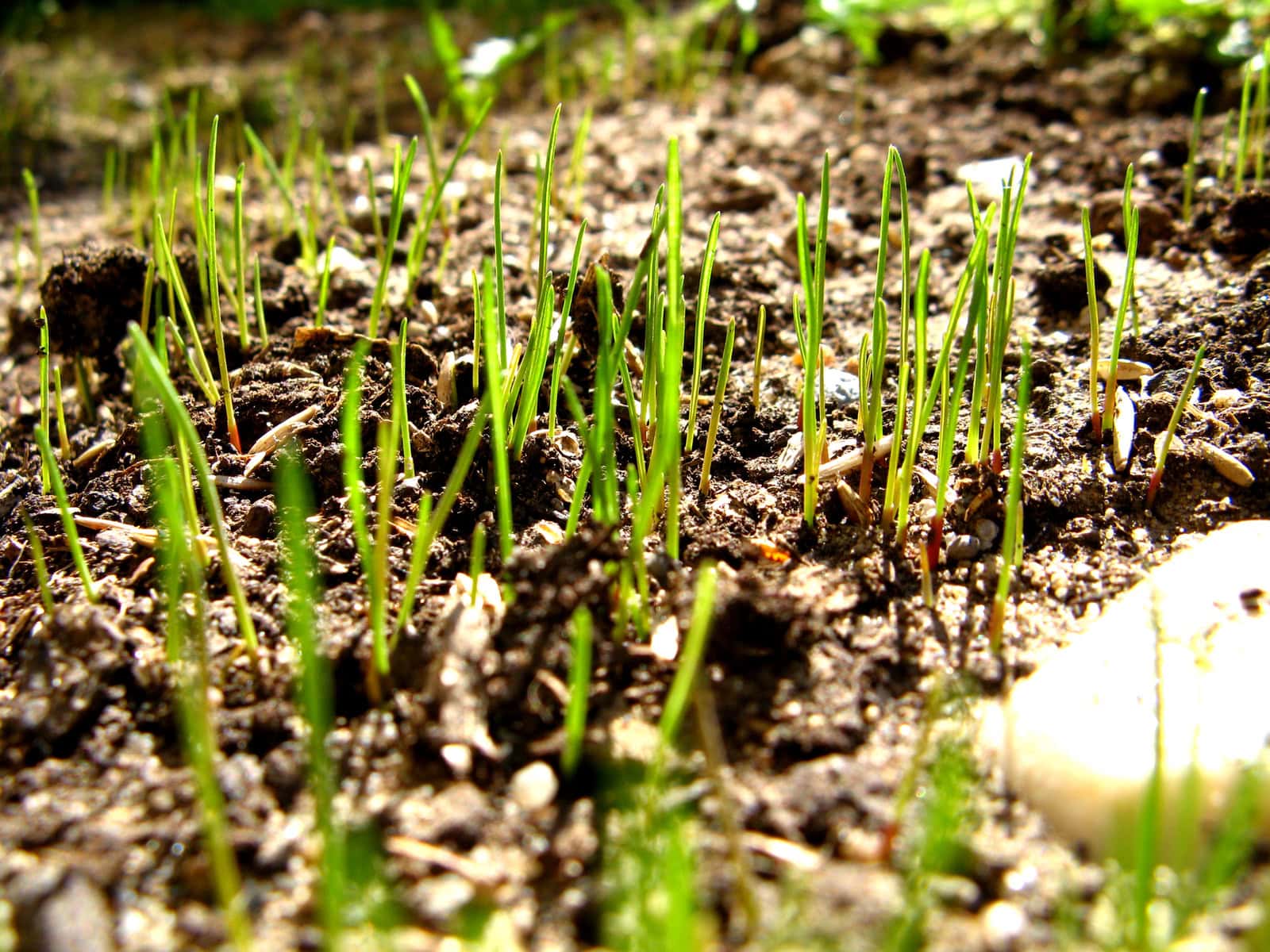 Close-up view of young green grass blades sprouting from dark brown soil, with sunlight highlighting the fresh growth.