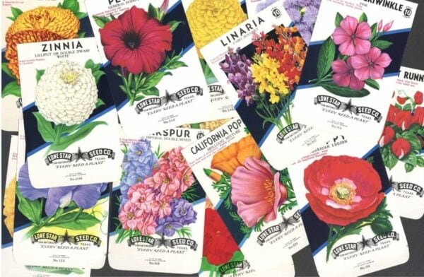 Packets of flower seeds from Lone Star Seed Co., showing illustrations of colorful flowers like zinnia, poppy, larkspur, linaria, periwinkle, and others, overlapping each other.