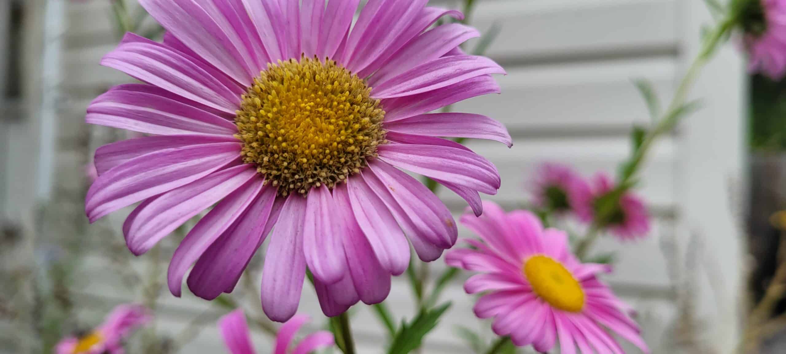 Close-up of a vibrant purple daisy with a yellow center, with more daisies and green stems blurred in the background against a light-colored house siding.