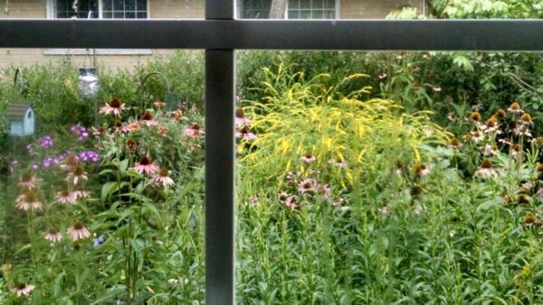View through a window showing a lush garden with various wildflowers, including purple coneflowers and yellow goldenrod, with greenery and a birdhouse in the background.