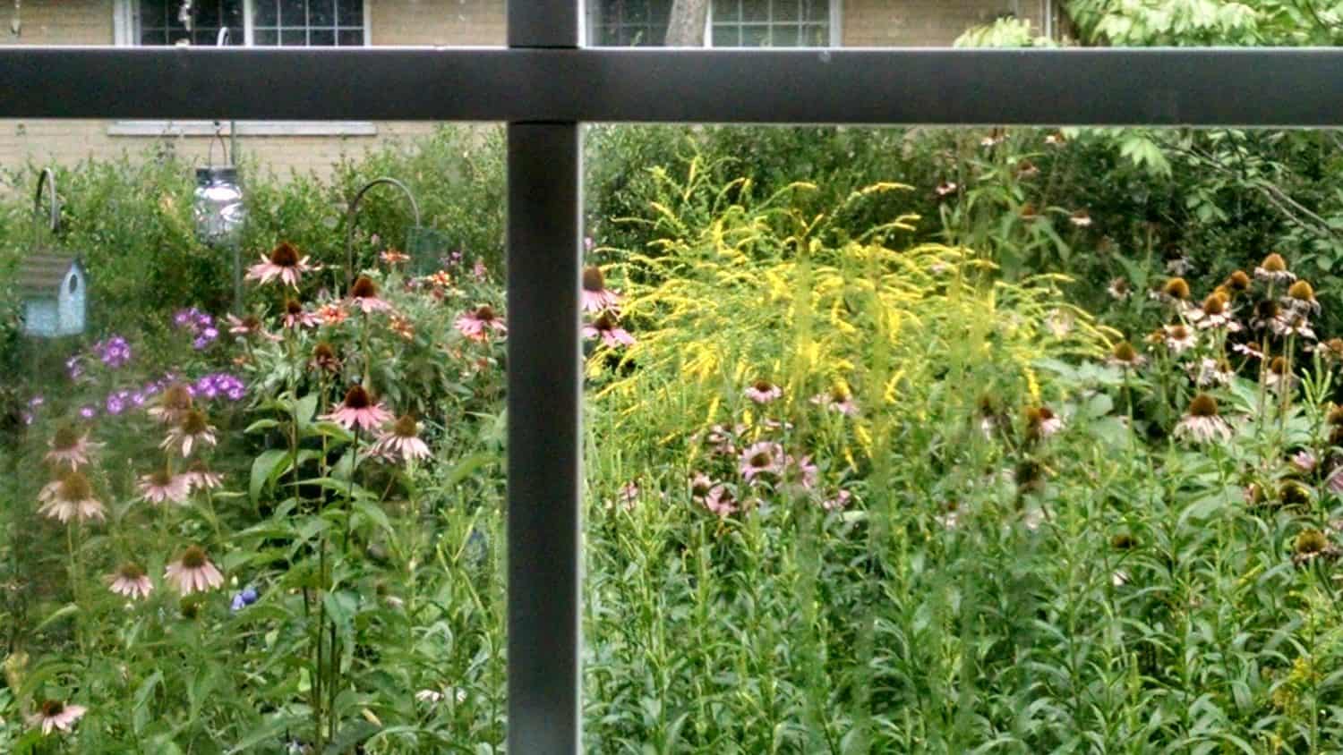 View through a window showing a lush garden with various wildflowers, including purple coneflowers and yellow goldenrod, with greenery and a birdhouse in the background.