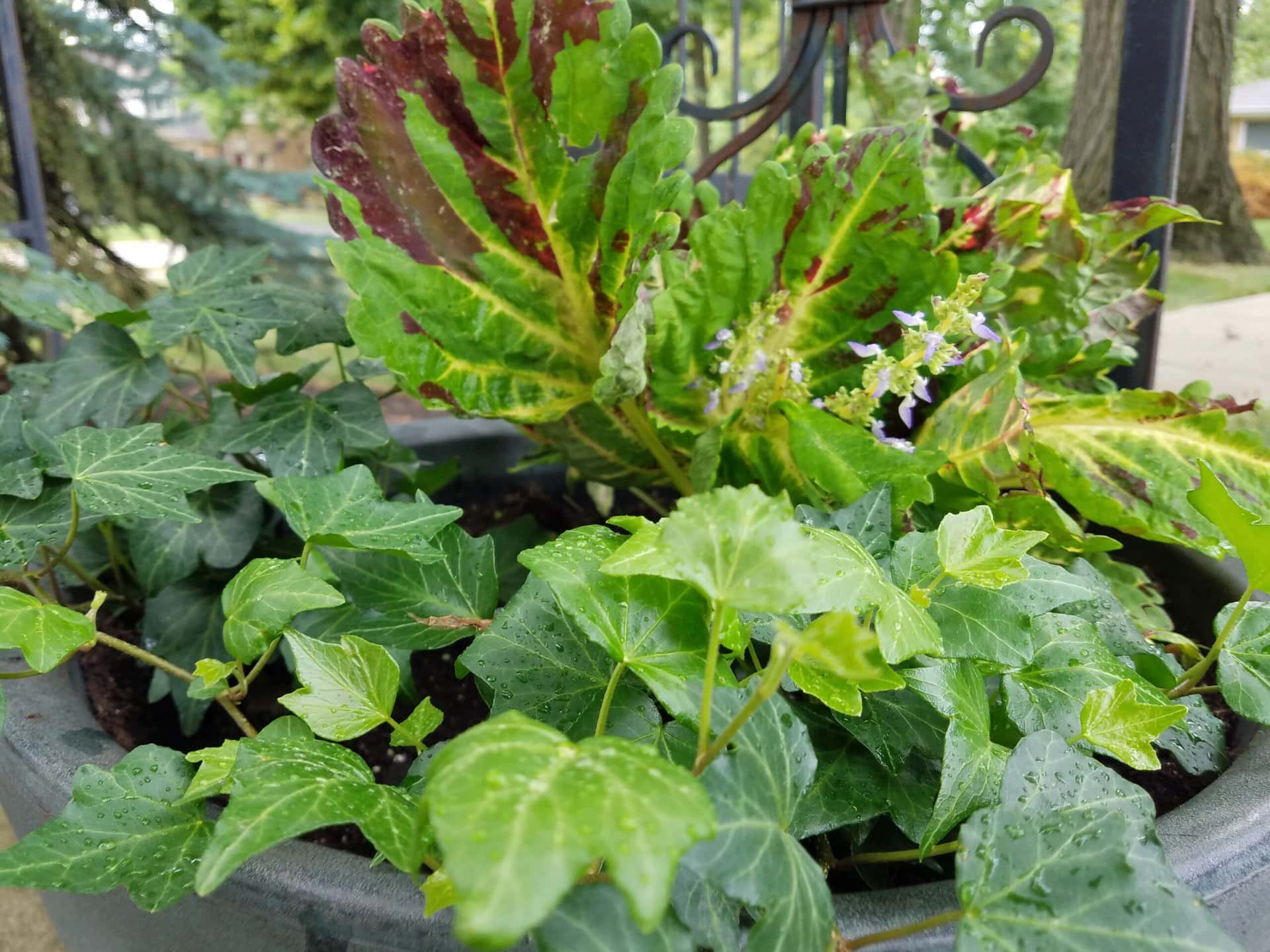 A close-up of a planter with green ivy and a large, variegated leaf plant, with tiny purple flowers and water droplets on the leaves. A wrought iron fence and trees are visible in the background.