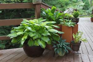 Several potted plants of various sizes and types are arranged on a wooden deck beside a railing, with greenery visible in the background.