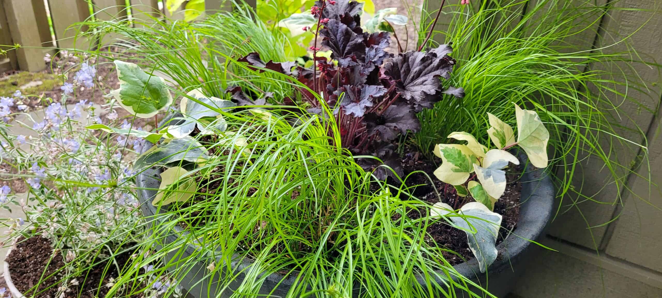 A large planter filled with tall green grasses, purple leafy plants, and variegated green and cream leaves, sitting outdoors by a wooden fence.