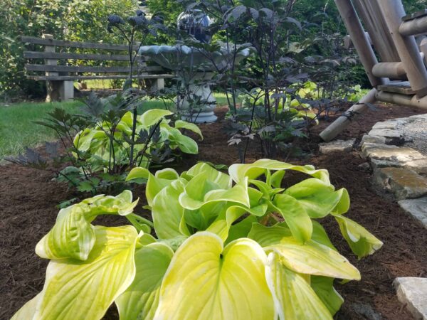 Bright green hosta plants in a garden bed, with dark-leaved plants behind them. A stone birdbath and wooden bench are visible in the background, surrounded by lush greenery.