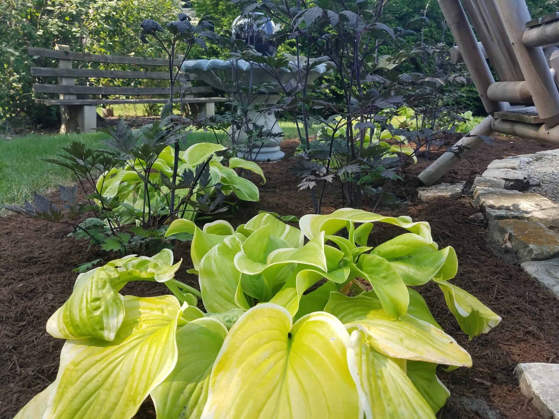 Bright green hosta leaves in a garden bed, with darker foliage and a birdbath in the background, surrounded by mulch and a wooden bench off to the left.